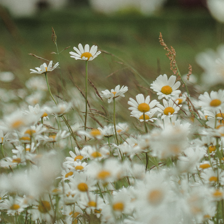 Field of Chamomilla Recutita (Matricaria) flowers, showcasing a key botanical ingredient used in Hongo Skin’s natural skincare products for its calming and soothing properties.