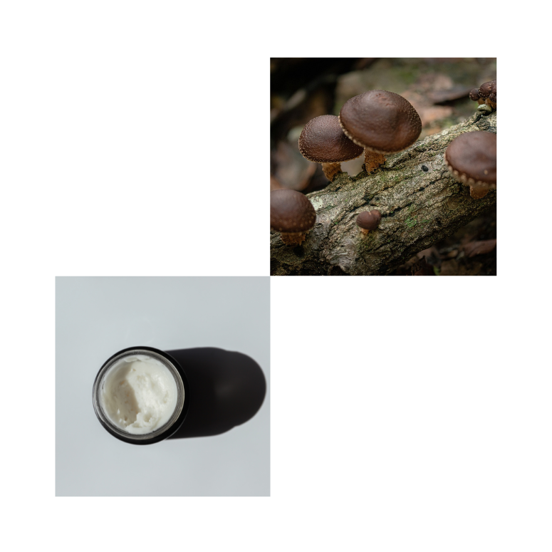 Shiitake mushrooms highlighting their use as key ingredient in Hongo Skin's mushroom-enriched skincare line. Jar of Hongo Cream, mushroom-infused skincare lotion, emphasizing its natural and effective formula.